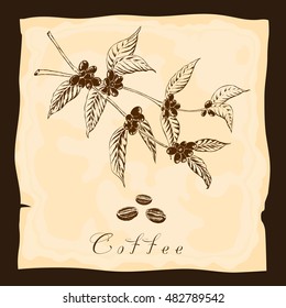 Two branches of coffee plant in vintage style. Hand drawn sketch.