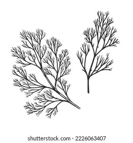 Two branches of dill on a light background isolated. Spicy herb for cooking. Design element for markets, shops, cafes and packaging. Vintage botanical illustration.