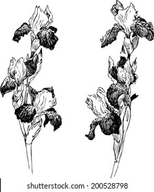 Two branches of irises drawing by ink, hand drawn vector illustration