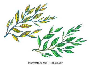 Two branches with leaves, fall, and summer, a vectorial illustration.