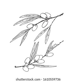 two branches of olive tree with fruits graphic idea for design