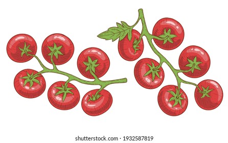 Zwei Zweige mit Tomaten und einem Blatt. Handgezeichneter Ätzstil in Farbe mit Schatten und Highlights. Einzeln auf weißem Hintergrund.