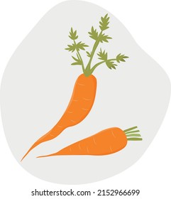 Two bright carrots. Fresh seasonal vegetables. Cooking ingredients. Flat style. Vector.