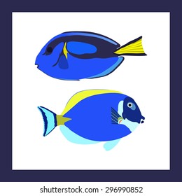 Two bright surgeonfishes in frame - vector illustration