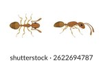 Two brown ants are represented from different perspectives, one seen from above and the other from the side, showcasing their segmented bodies, six legs, and antennae