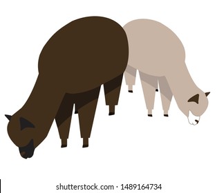 two brown and grey alpacas nibbling vector