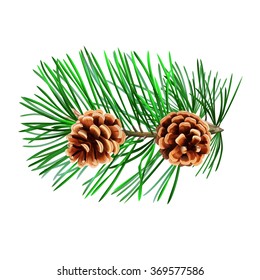 Two brown pine cones on the pine branch. 