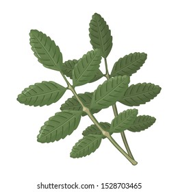 Two brunches with pinnately compound green leaves of sumac, containing high levels of tannins and using in manufacture of leather. Cartoon vector illustration isolated on white background.