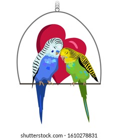 Two budgie birds are in love, cute couple of birds