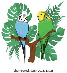 Two budgies are sitting on a branch. One blue parrot, the second green parrot. Tropical leaves in the back