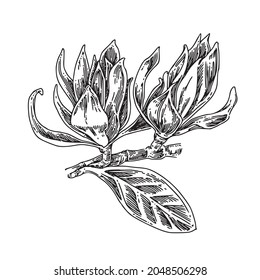 Two buds of magnolia champaka. Sketch. Engraving style. Vector illustration.