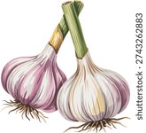 Two Bulbs of Garlic with Green Stems roots food design.