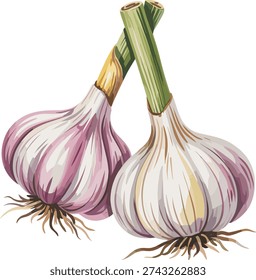 Two Bulbs of Garlic with Green Stems roots food design.