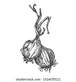 Two bulbs onion with long stems. Sketch. Engraving style. Vector illustration.