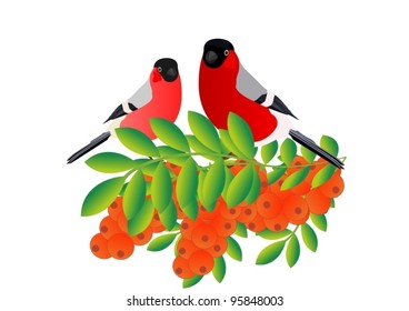 Two bullfinch sitting on a branch of fruit tree