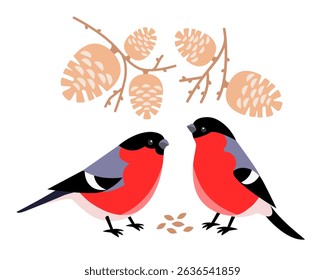 Two bullfinches in branches with cones peck seeds. Vector winter children's illustration of wintering northern birds looking for food in forest, city park on white background.
