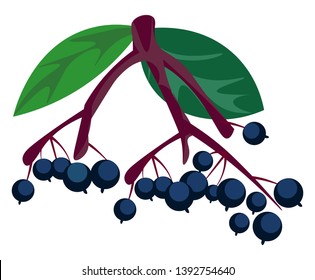 Two bunch of elderberries on the branches of a tree and two green leaves with alternate venation on the stalk  vector  color drawing or illustration