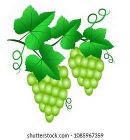 Two Bunch of green grapes with leaves isolated on white background. Vector illustration for decoration of banners, flyers, posters. websites, labels, menus.