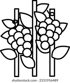 Two bunches of grapes are hanging from a vine