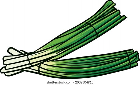 Two bunches of spring onions