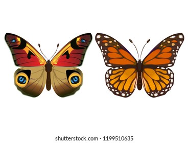 two butterflies on a white background. Light and fragile butterflies
