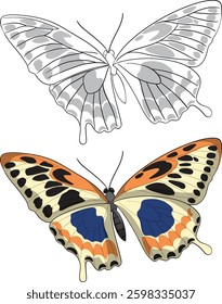 Two butterflies showcasing vibrant and grayscale designs