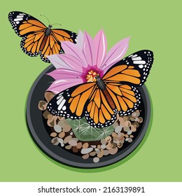 Two butterflies vector illustration on a pink flower on a cactus in a pot green background.