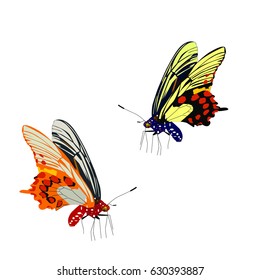 two butterfly is flying on white background