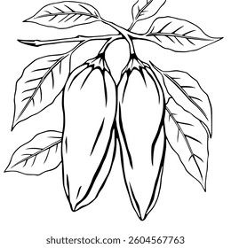 Two Cacao Pods on Branch with Leaves Illustration