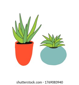 Two cacti, aloe and succulent in pots.