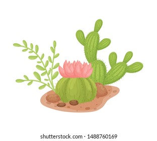 Two cacti of different shapes. Vector illustration on a white background.