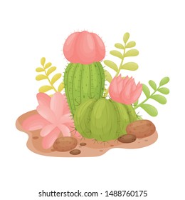Two cacti with pink flowers. Vector illustration on a white background.