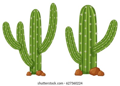 Two cactus plants on white background illustration