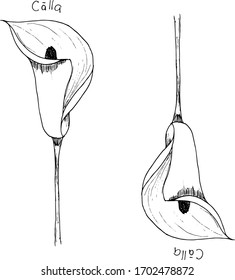 two Calla plants in black and white. The inscription in Latin "Cālla". Vector. Any color