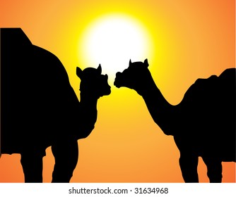 two camels and sun, vector illustration