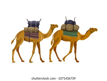 Two camels walking with load. Vector illustration isolated on white background