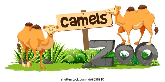 Two camels in the zoo illustration