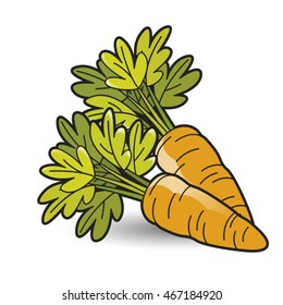 two carrot with green leaves-vector drawing
