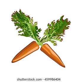 Two carrots crossed, isolated on white background. Vector illustration.