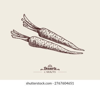 Two carrots without tops. Carrot root. Linear vector illustration, monochrome line art.