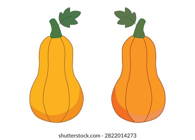 Two cartoon butternut squashes with green stems and leaves, flat vector illustration of autumn vegetables