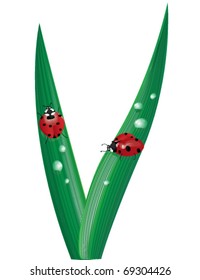 two cartoon ladybugs on blades of grass covered with water drops