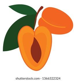 Zwei Cartoon-orangefarbene Aprikosen, Vektorgrafik auf weißem Hintergrund