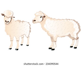 Two cartoon white sheeps illustration, farm animals.