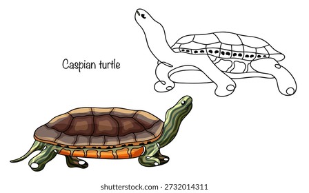 Two Caspian turtles drawn side by side. A semi-aquatic freshwater turtle with an oval, slightly flattened brown shell. Light longitudinal stripes are clearly visible on the head and neck.