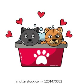 two cats in basin bath grooming pet
