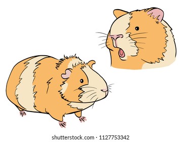 Two cavys in color on white background. Set of two colorful sea pigs.