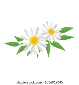 Two Chamomile flower with green leaves vector or clipart