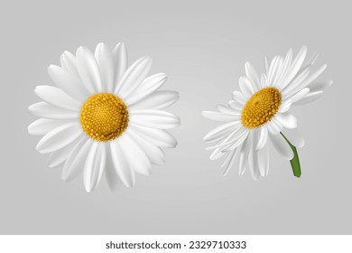 Dos flores de camomila sobre un fondo claro. Ilustración realista de las flores chamomiles. Vector