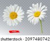 flowers isolated vector